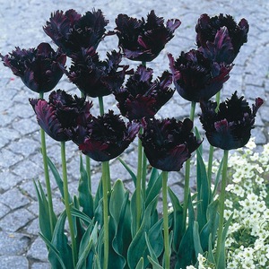 Tulipani - sorte i imena