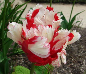 Zanimljivosti o tulipanima