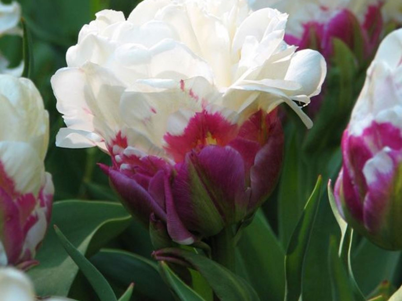 Cvjetni tulipan Kako raste tulipani