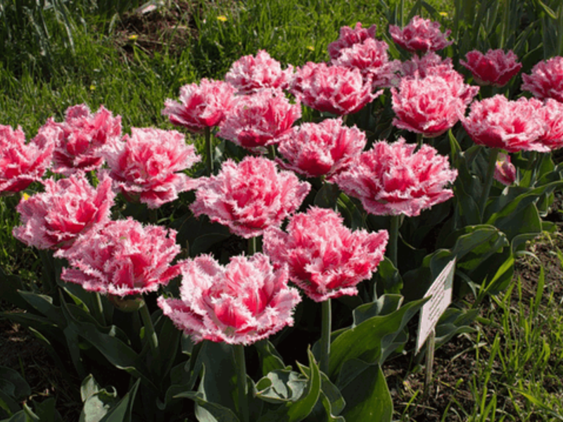 Terry tulipani Terry tulipani