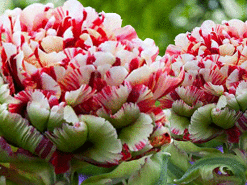 Kako raste tulipani Sorte tulipana