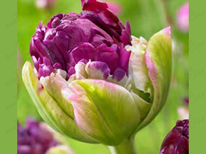 Kako se brinuti za tulipane Tulipani papiga