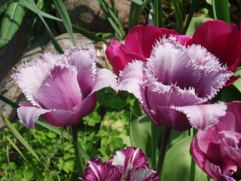 Predivni tulipani u vrtu Tulipani u vrtu