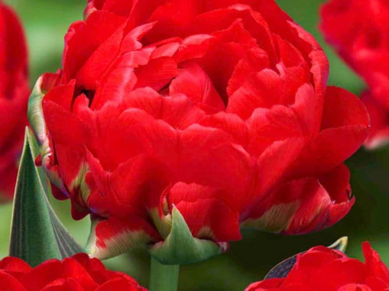 Kako uzgajati tulipane Vrste tulipana