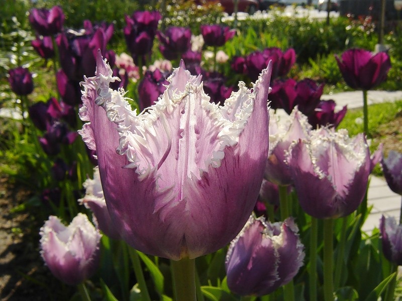 Sadnja i uzgoj tulipana Ravno, dobro osvijetljeno mjesto pogodno je za uzgoj tulipana.