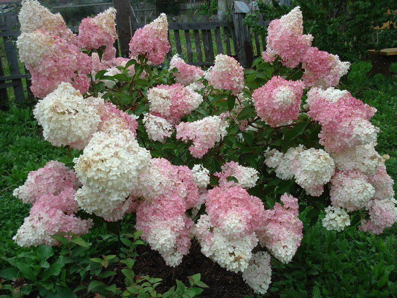 Listopadni grmlje Hydrangea paniculata Vanilla Fraz Listopadni grmovi koji cvjetaju na mjestu izgledaju vrlo zanimljivo.