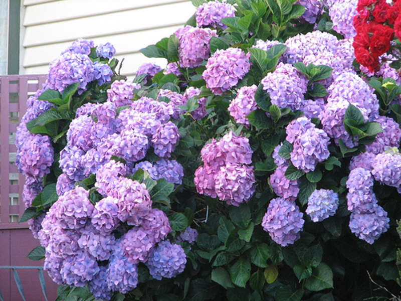 Hortenzija grmlja paniculata Cvijet grma hortenzije - fotografija web mjesta.