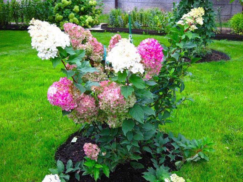 Hydrangea paniculata - fotografija grma na parceli u cvatu. Hortenzija paniculata može rasti kao cijeli grm ili sama protiv travnjaka, na primjer.