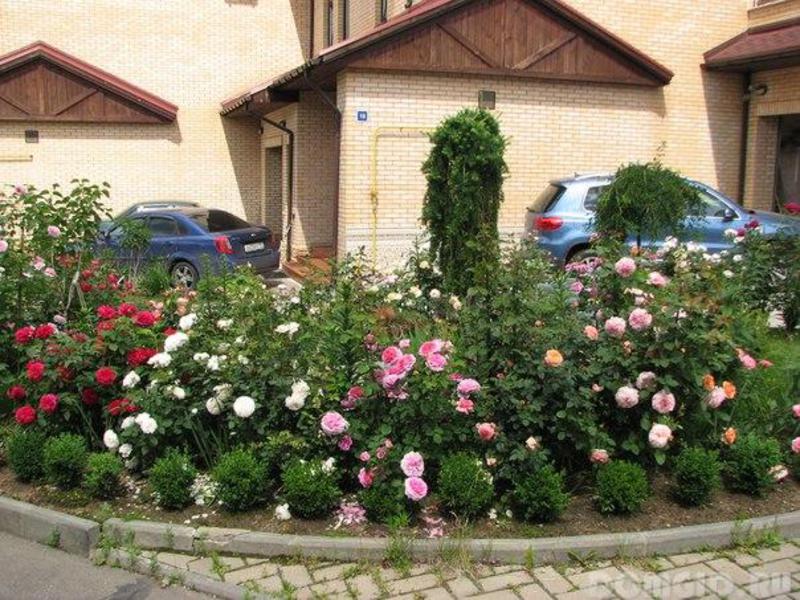 Ruže božura koje rastu na cvjetnjaku Ruže božura u cvjetnom krevetu - ukrasite ljetnu kolibu.