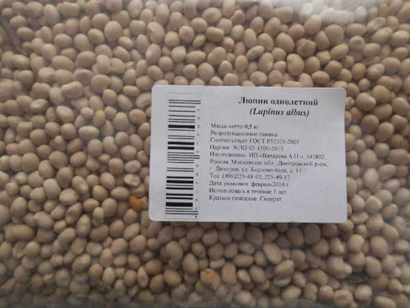 Lupine Annual wird als Samen verkauft