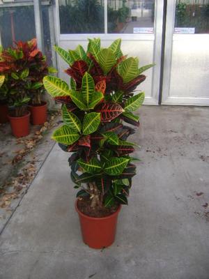 Croton Petra je vrlo lijepa biljka.