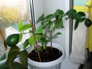 Osnovno osvjetljenje limuna u zatvorenom