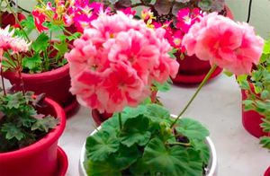 Geranium kod kuće