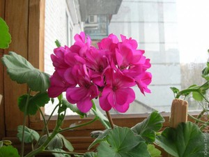 Kako presaditi pelargoniju