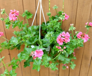 Drugi naziv pelargonije