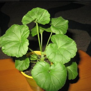 Kako uzgajati pelargoniju