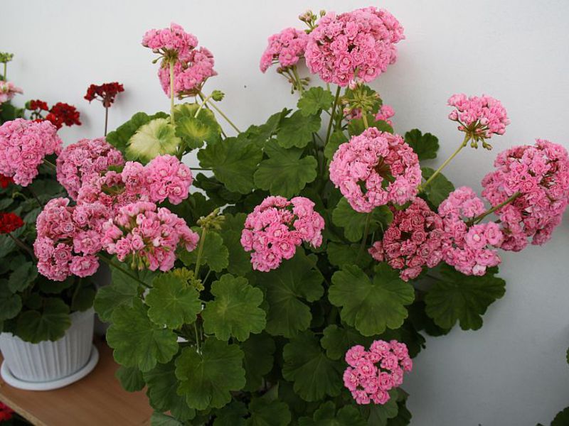 Njega geranija Transplantacija pelargonije