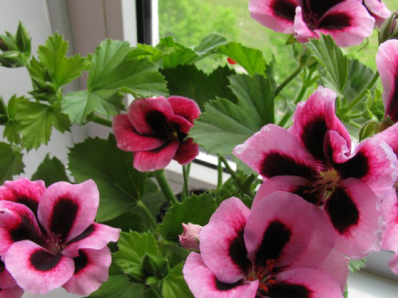 Opis kućne pelargonije Uvjeti za uzgoj pelargonije