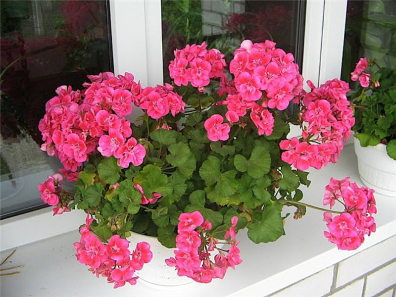 Kako se brinuti za pelargonije Njega geranija