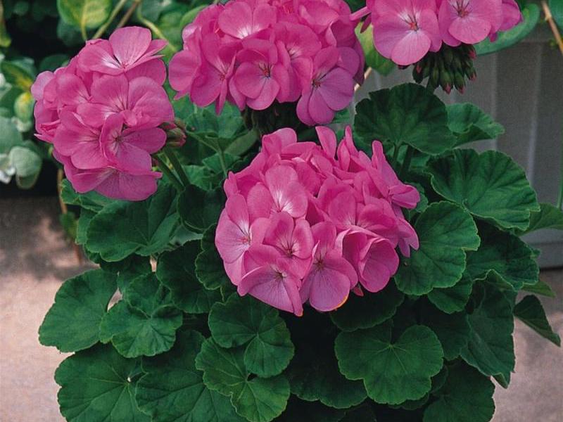 Sobne sorte pelargonije Aromatična sorta pelargonije