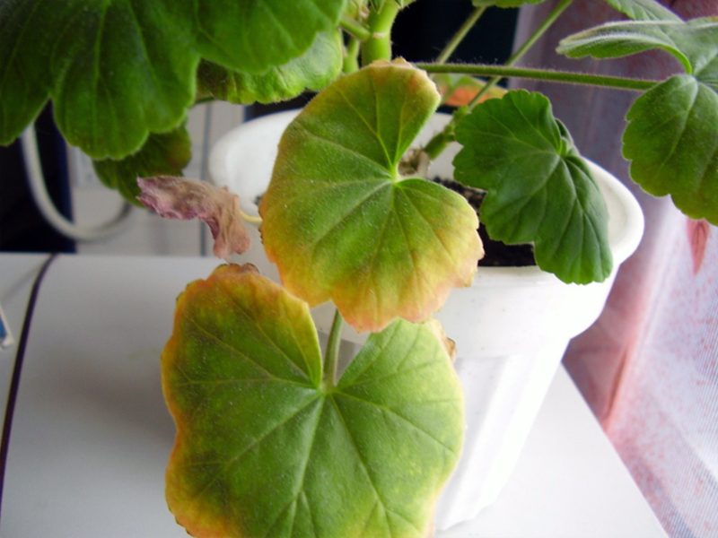 Zašto listovi pelargonije požute Tlo za presađivanje pelargonija