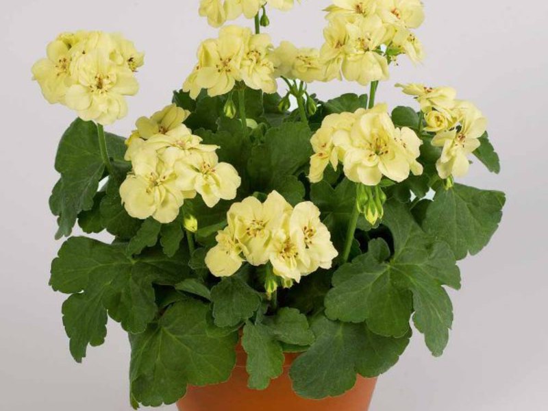 Geranium u loncu Štetočine pelargonije