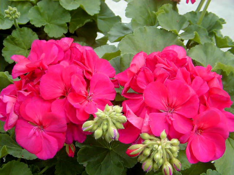 Cvjetovi ružičaste pelargonije Cvjetajuća pelargonija