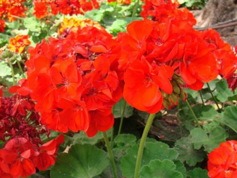 Crveni pelargonija Kako se brinuti za pelargonije
