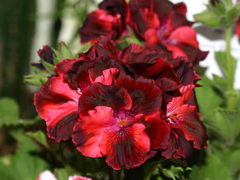 Kraljevski pelargonij Razmnožavanje pelargonije