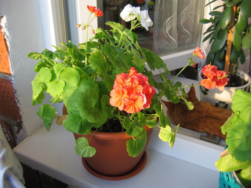 Kako uzgajati pelargoniju Kako izgleda pelargonija