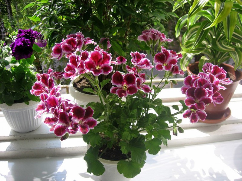 Kraljevski pelargonija. Kako miriši geranija