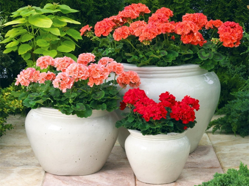 Domaća pelargonija Mirisna sorta pelargonije