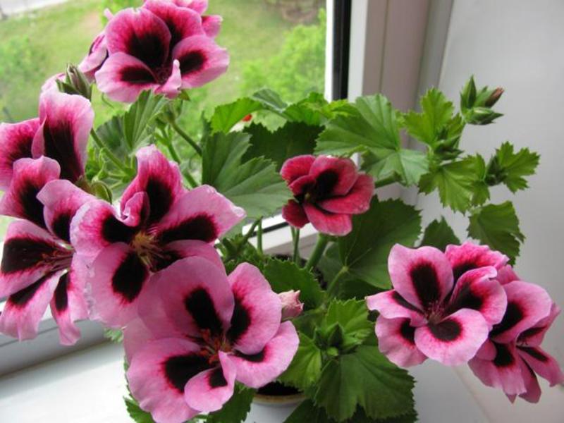 Vrste i sorte pelargonije Sorta i sorte pelargonije
