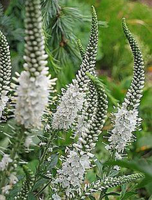 Cvjetna veronica