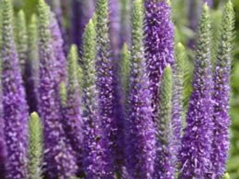 Kako odgojiti Veroniku Sadnja i briga o Veronici