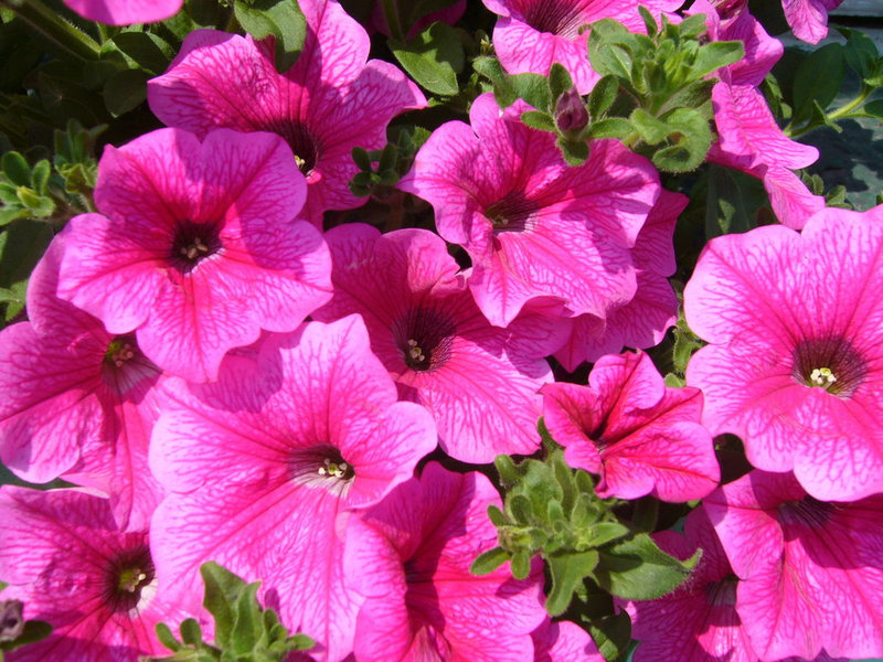 Koje su sorte surfinija Hibridna sorta surfinija Hot Pink
