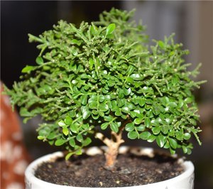 Muraya Paniculata