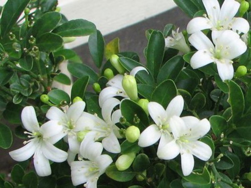 Muraya paniculata Cvjetajuća muraya