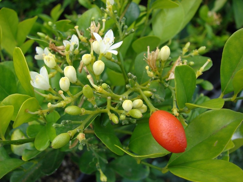 Cvjetajuća muraya Muraya - narančasti jasmin