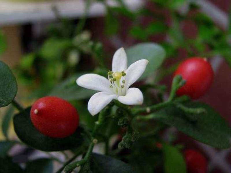 Njega Muraya Muraya - narančasti jasmin