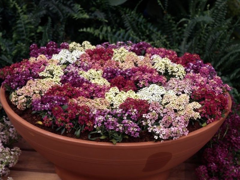 .Alyssum dobro uspijeva u sjeni i na suncu Razmnožavanje alizuma