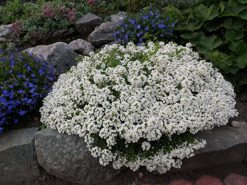 Alyssumov mirisni sag Sadnice Alyssum uzgajaju se u kutijama