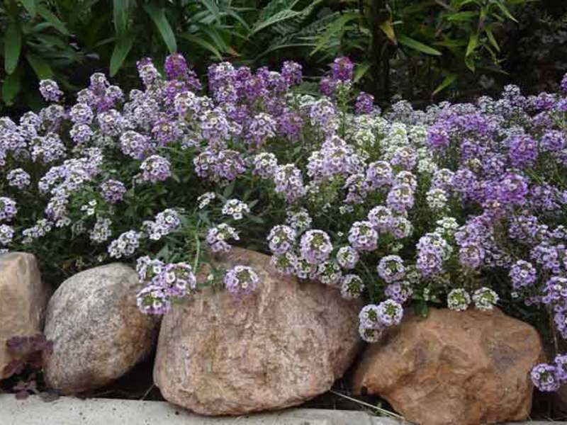 Kako se pravilno brinuti za allisum Značajke uzgoja alizuma