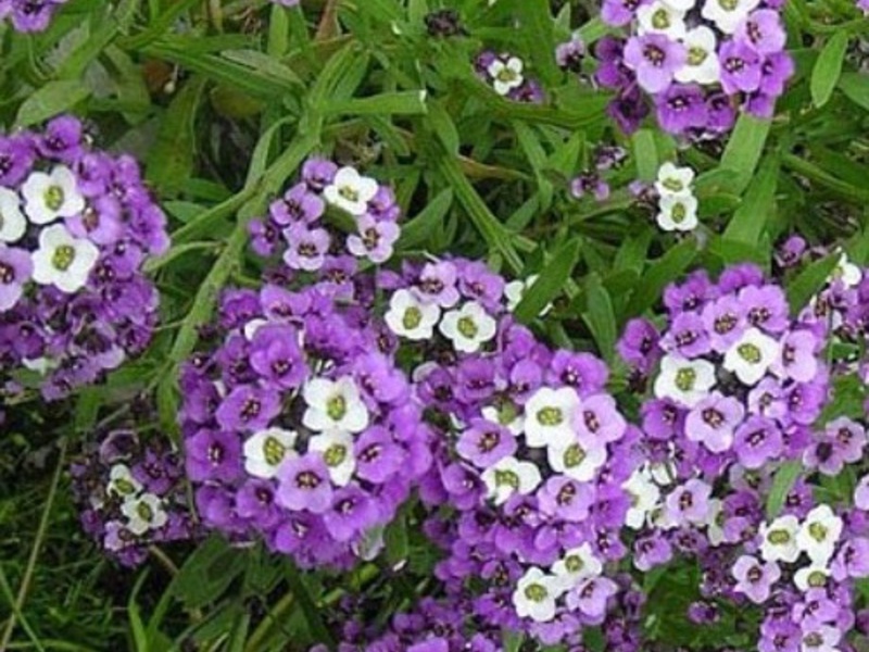 Allisum grmlje Sadnice Alyssum uzgajaju se u kutijama