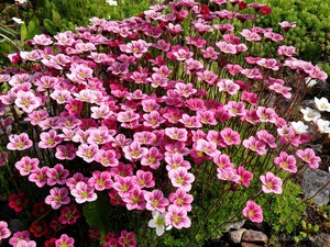 Saxifrage Arends Prekršaj. Var raste na kamenju