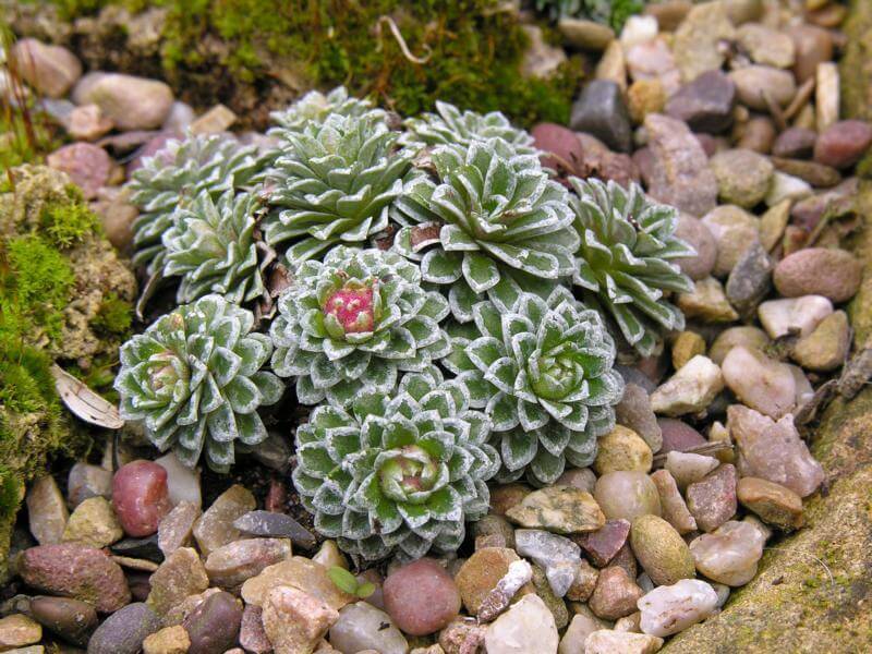 Saxifrage u vrtu - početak cvatnje Saxifrage u vrtu bit će ukras alpskih tobogana.