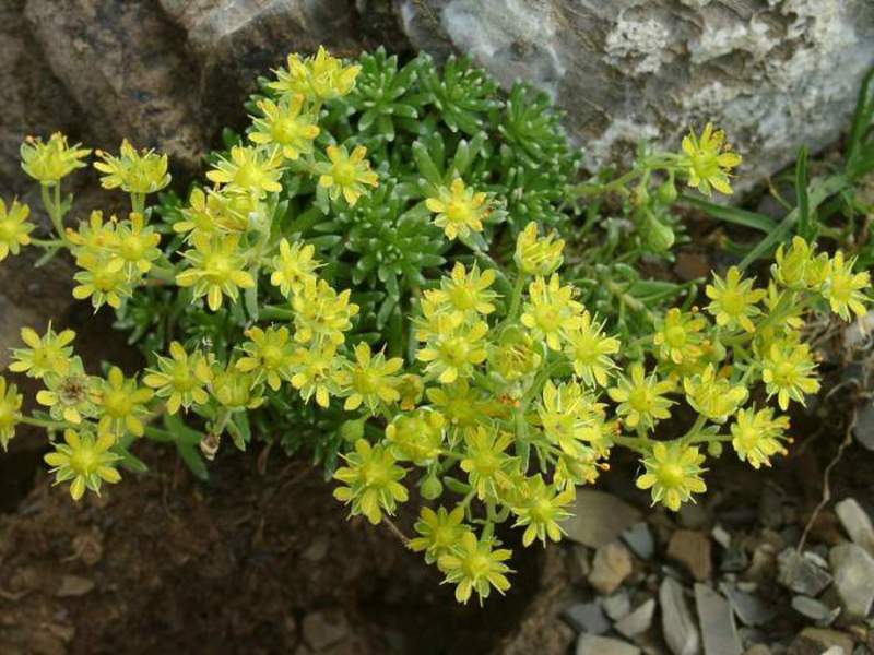 Saxifrage - Saxifraga - postrojenje za ukrašavanje alpskih tobogana Saxifrag - vrlo zanimljivo cvijeće za vrt.