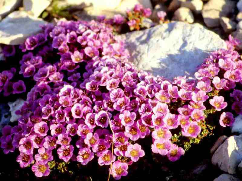 Ružičasti saxifrage na mjestu Ružičasta saxifrage izgleda posebno dobro ako je ima puno.