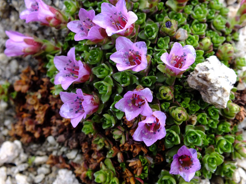 Azijski saxifrage (Saxifraga asiatica Hayek) Azijski saxifrage je još jedna biljna sorta.