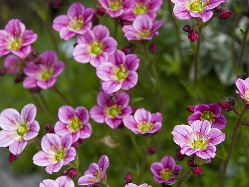 Saxifrage sjenovit (Albovariigata) Saxifrage u sjeni mogu rasti čak iu najtežim zasjenjenim dijelovima vrta.